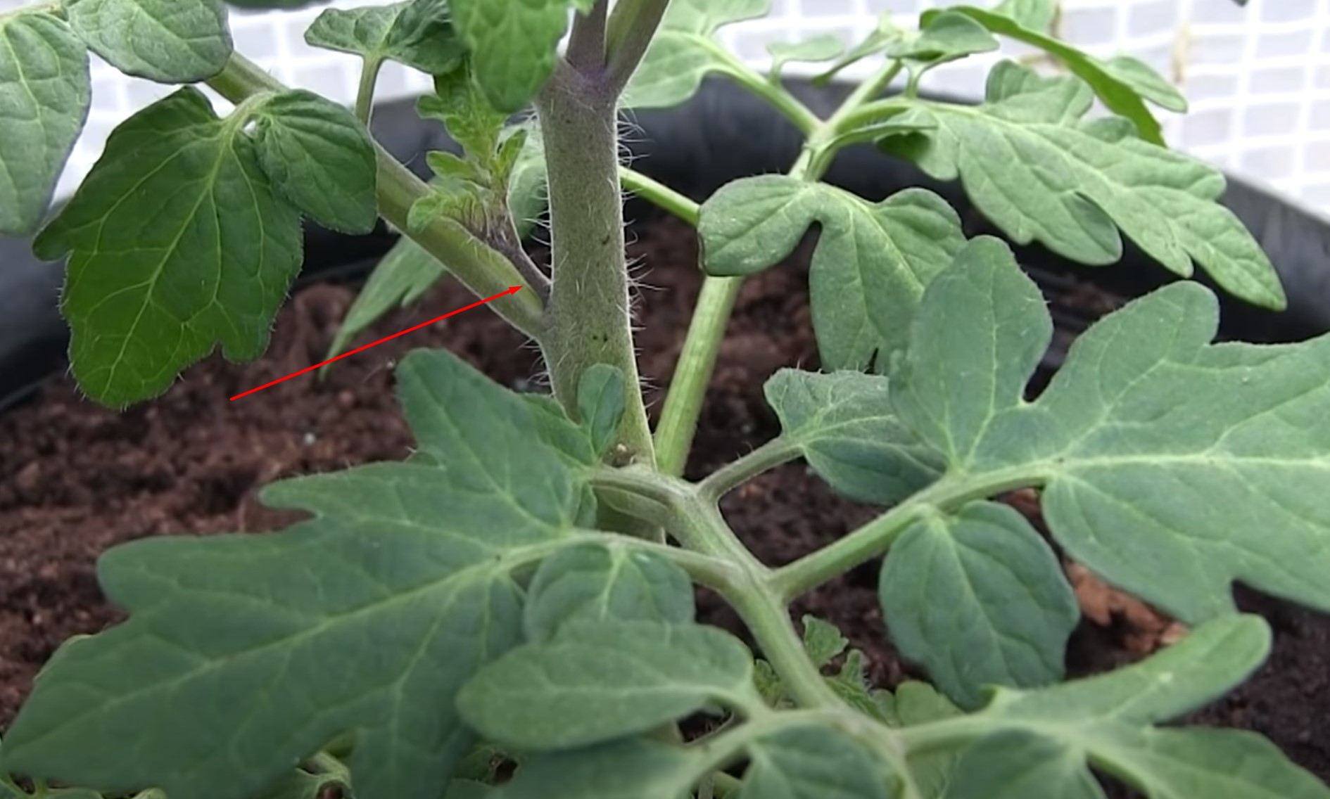 Tomaten ausgeizen