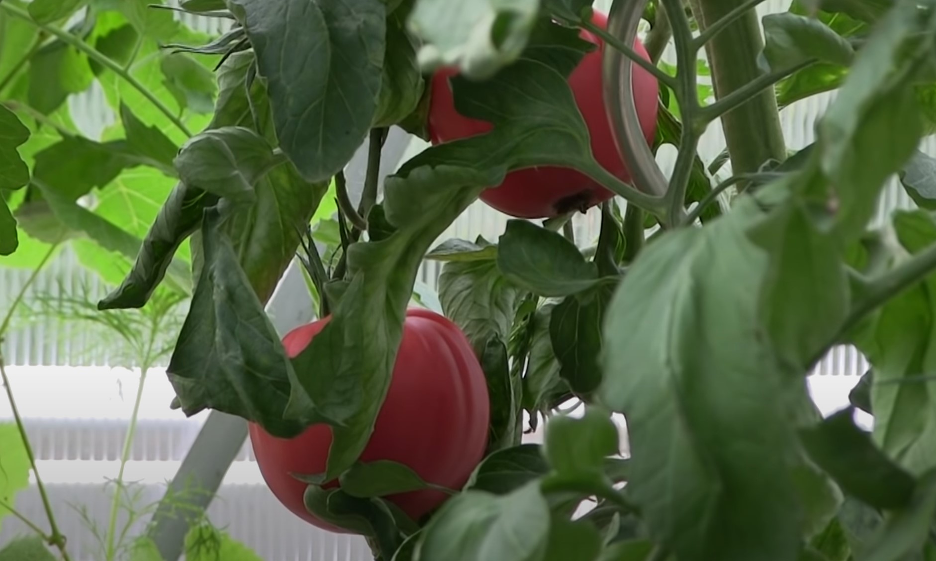 Tomaten selber anbauen